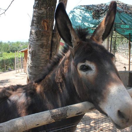 הוילה Vo Agriturismo La Roccia מראה חיצוני תמונה